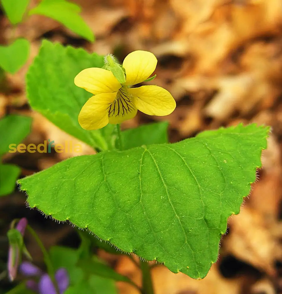 Yellow Viola Pubescens flowering seeds for gardens