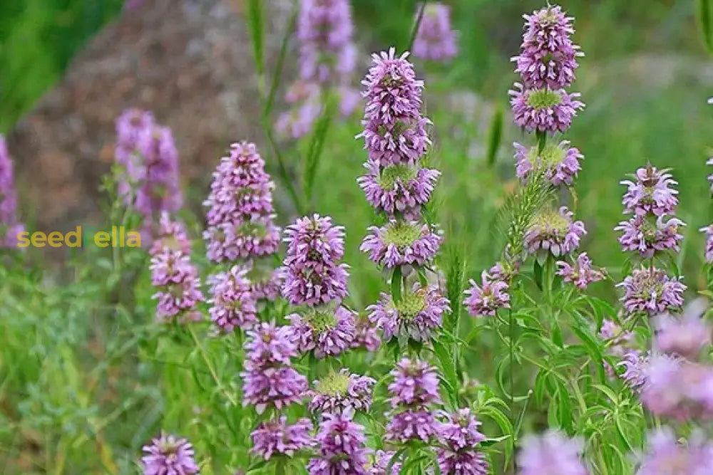 Non GMO Violet Citriodora seeds