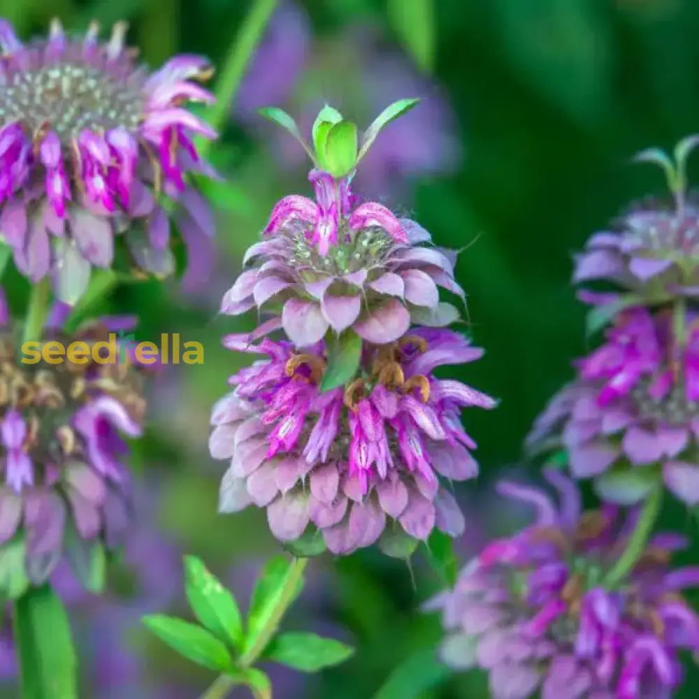 Ornamental Violet Citriodora flowering plant