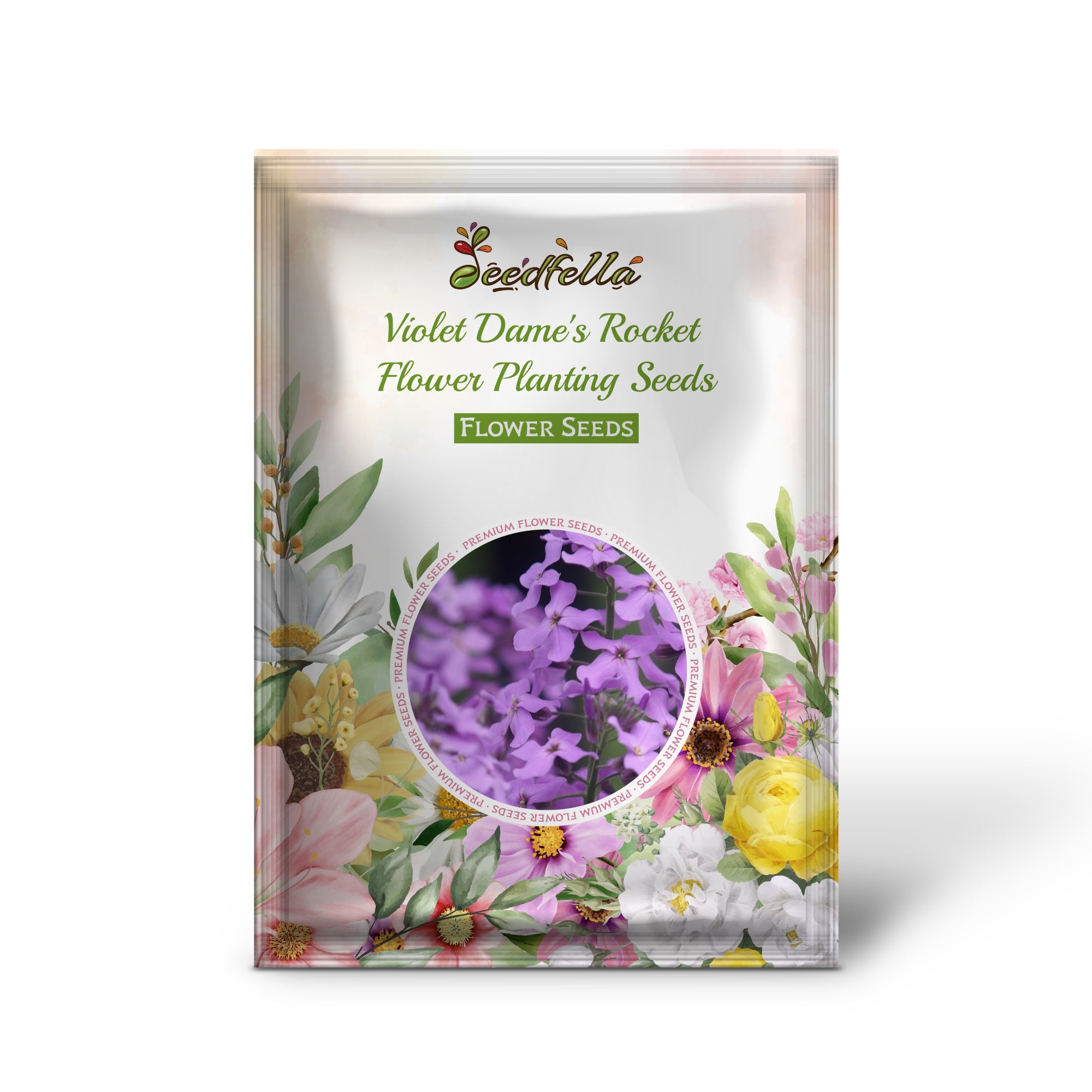 Violet Dame’s Rocket flowers blooming in garden