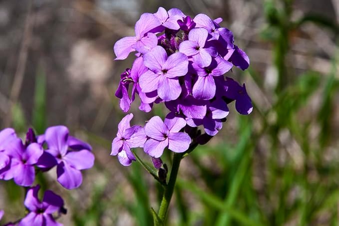 Non GMO Violet Dame’s Rocket seeds