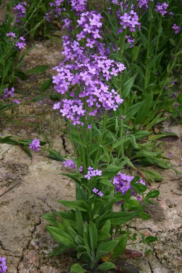 Ornamental Violet Dame’s Rocket flowering plant