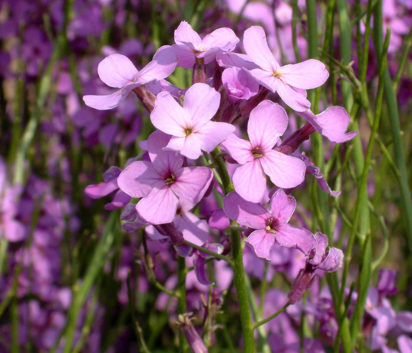 Violet Dame’s Rocket in pollinator garden