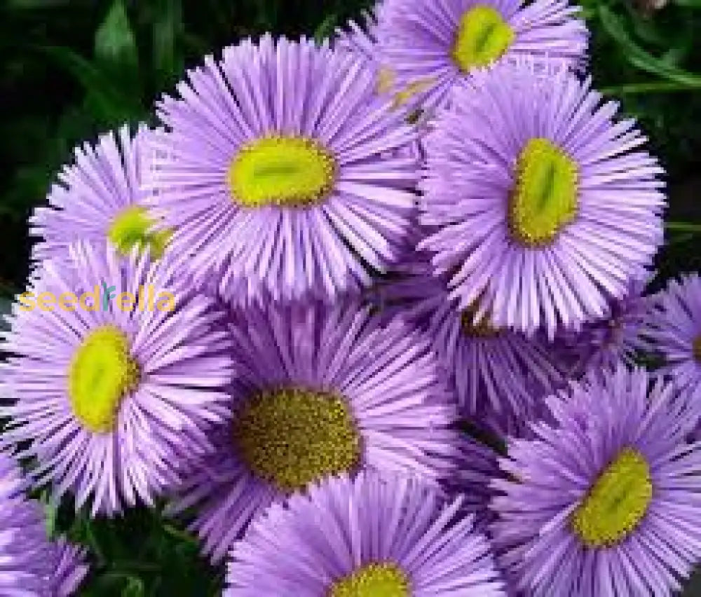 Ornamental Violet Erigeron plant for gardens