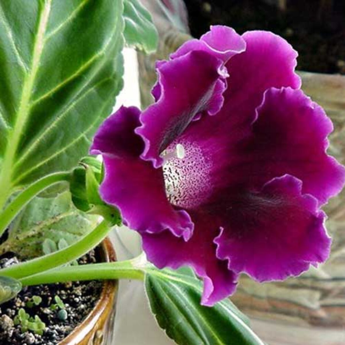 High germination Violet Gloxinia seeds