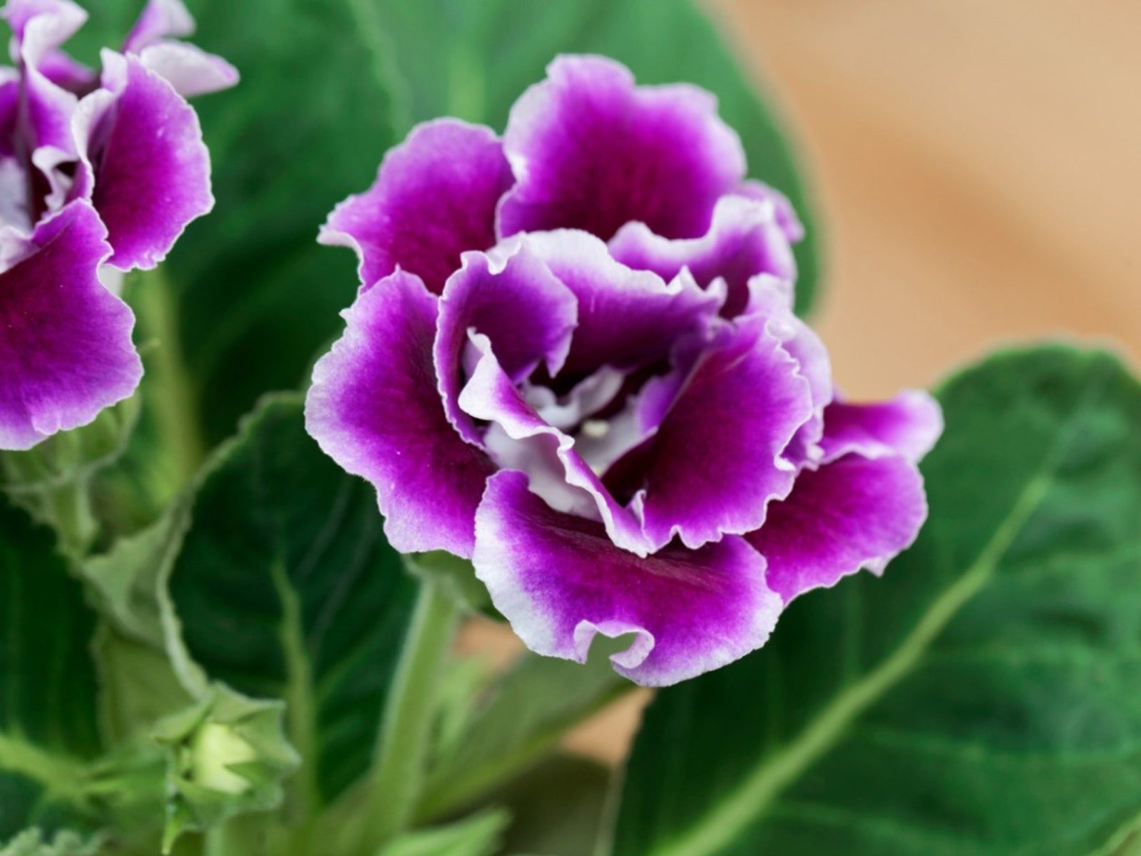 Violet Gloxinia indoor potted plant