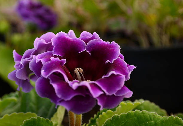 Violet Gloxinia flower seeds for planting