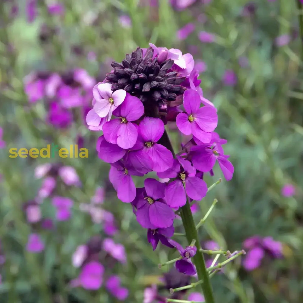 Ornamental Violet Linifolium flowering plant