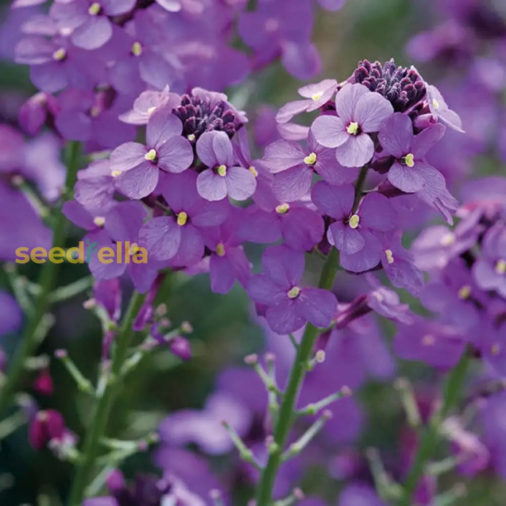 Violet Linifolium flower seeds for planting
