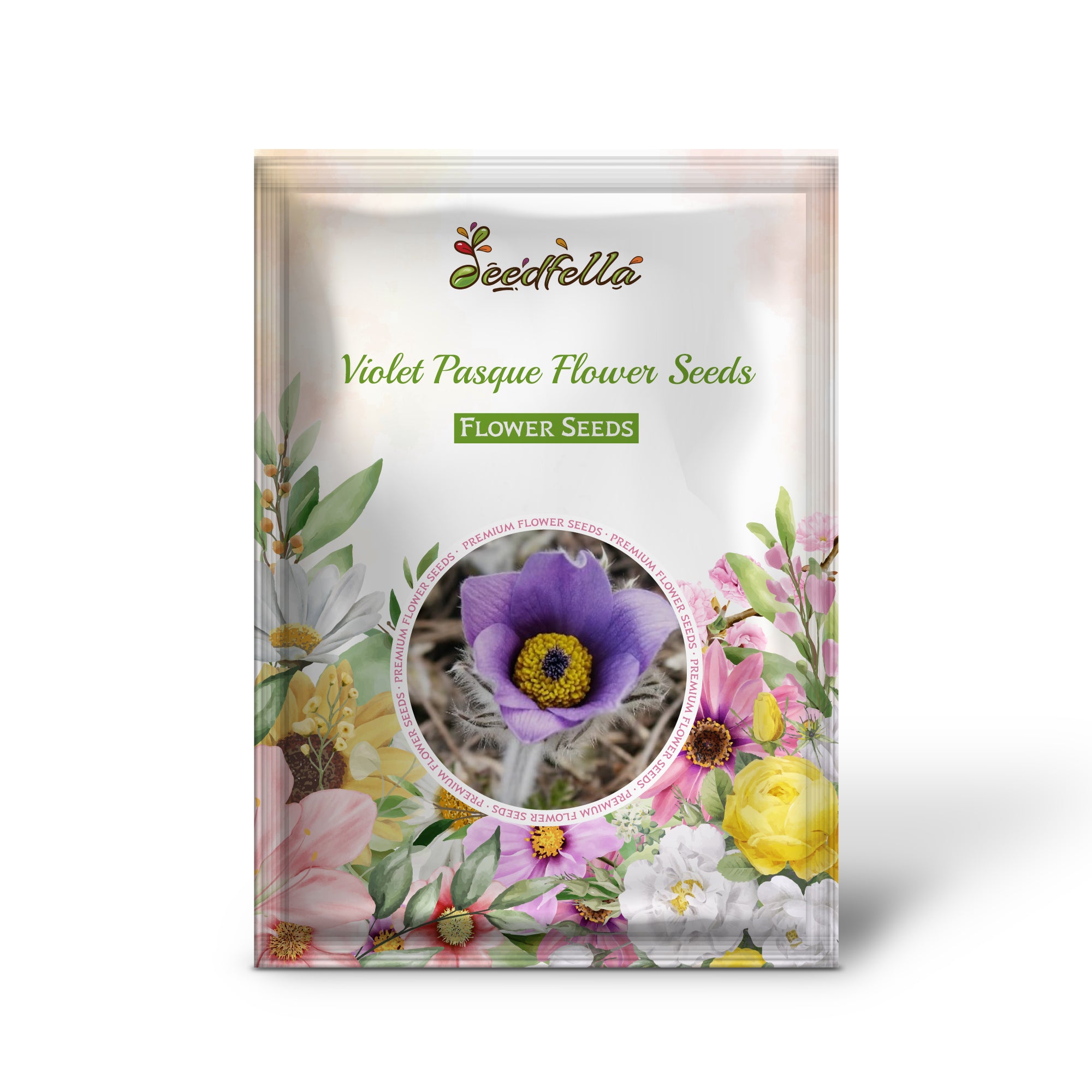 Violet Pasque Flower blooming in spring garden