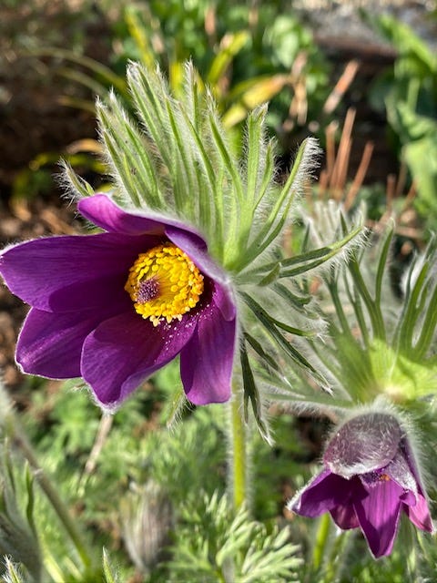 Non GMO Violet Pasque Flower seeds