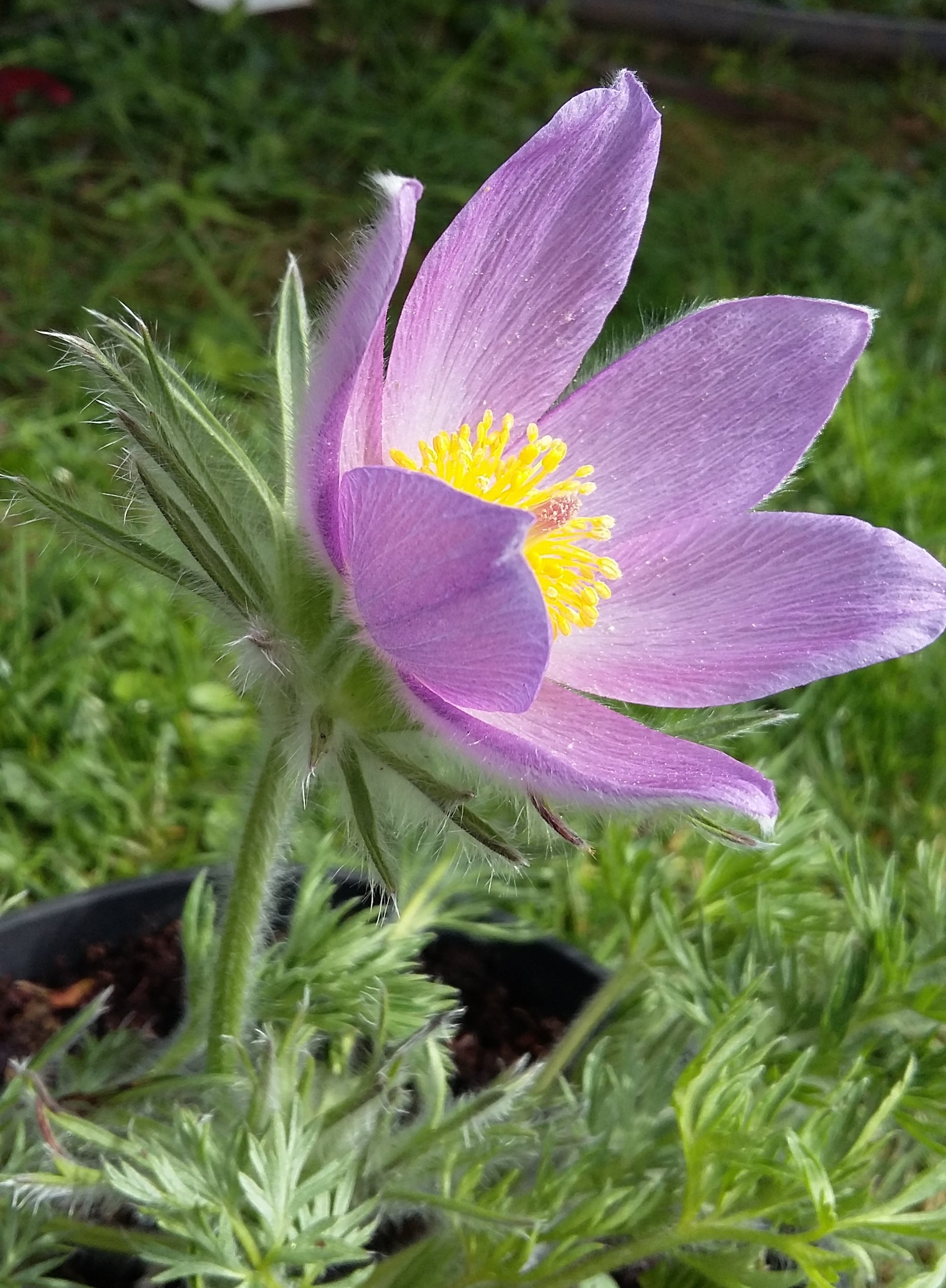 Ornamental Violet Pasque Flower for gardens