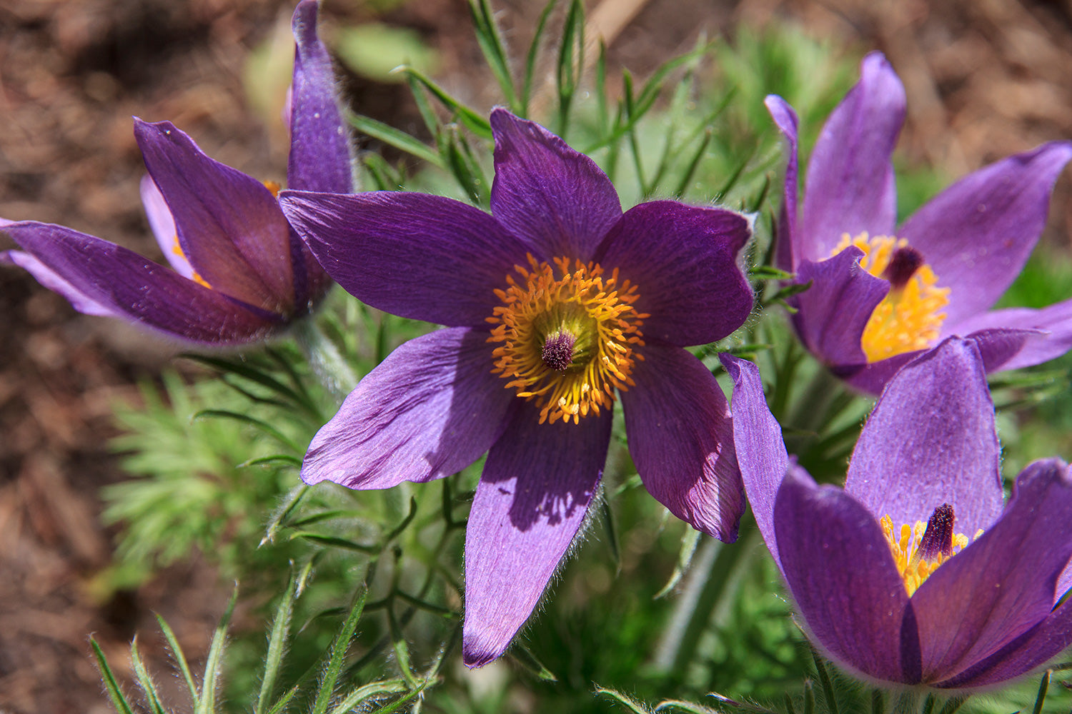 Violet Pasque Flower in rock garden