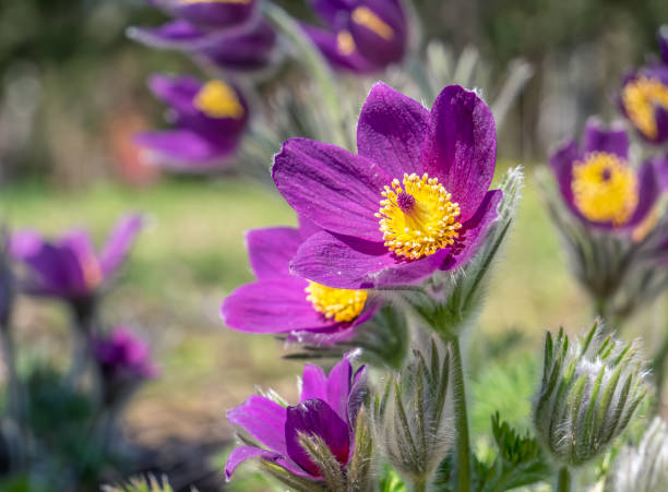Violet Pasque Flower seeds for planting