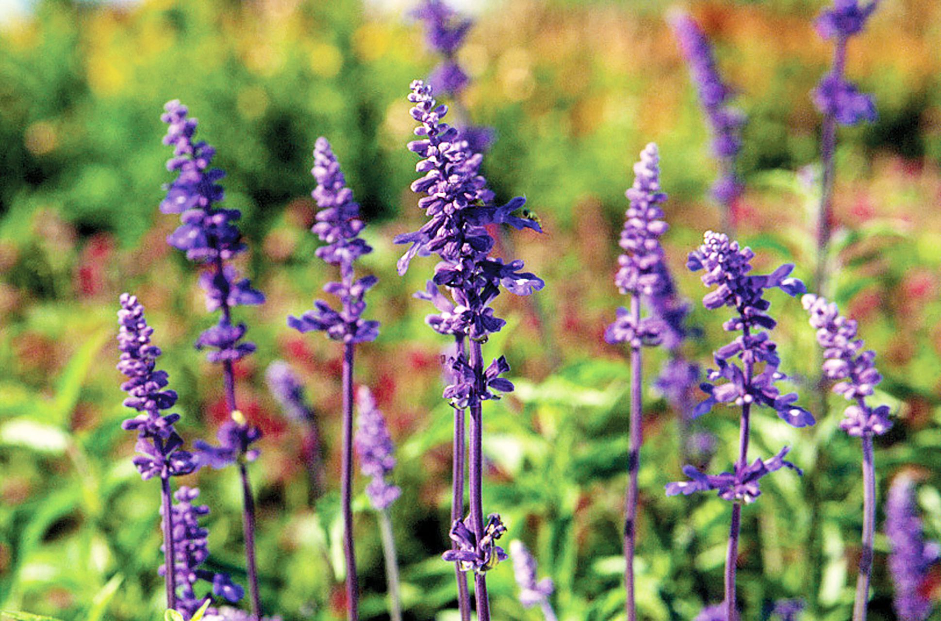 Violet sage garden seeds for outdoor planting