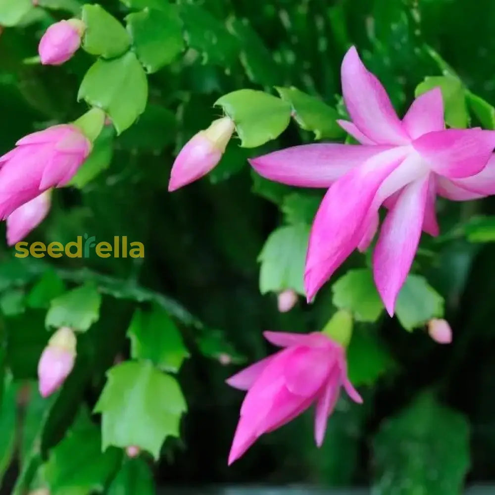 Potted violet Schlumbergera cactus plant