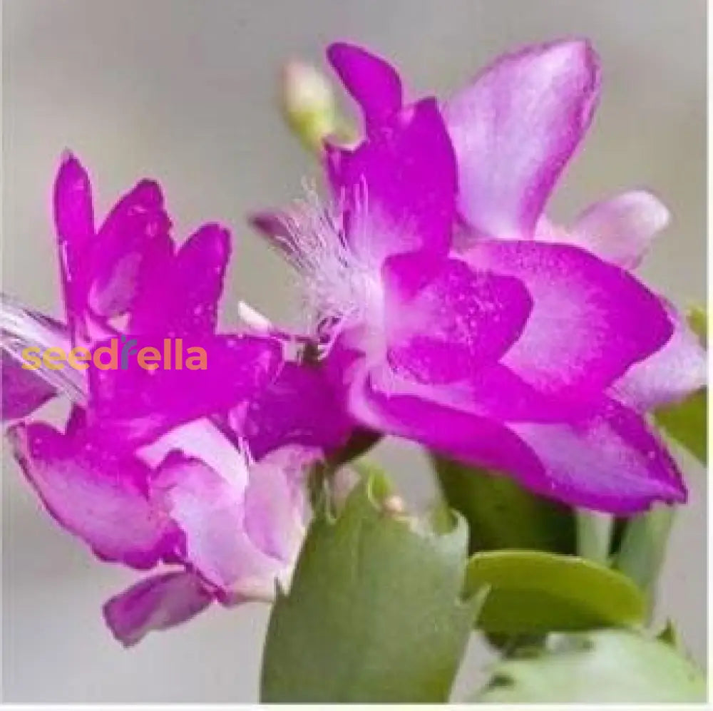 Violet Schlumbergera cactus seeds for planting