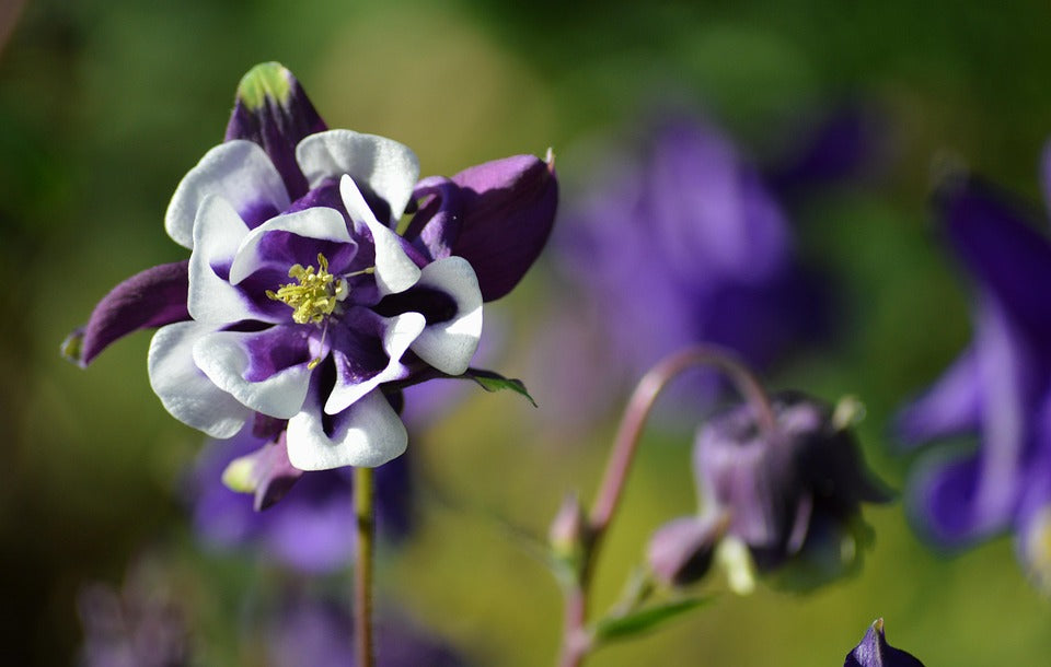 Ornamental Violet White Columbine plant for gardens