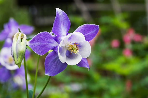 Violet White Columbine in pollinator garden
