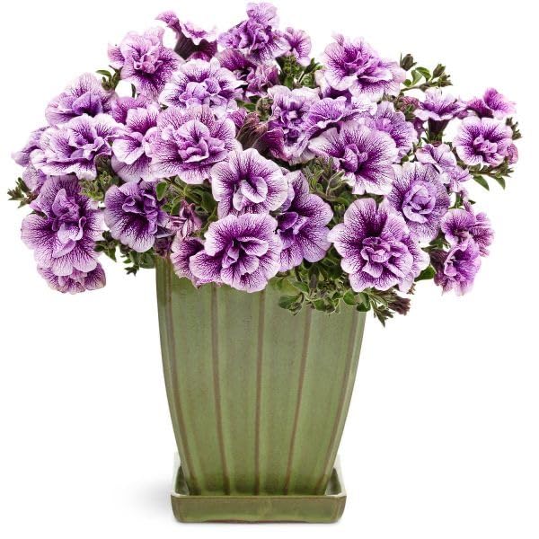 Violet White Double Petunia in indoor pots