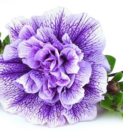 Non GMO Violet White Double Petunia seeds