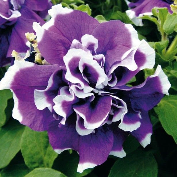 Violet White Double Petunia flower seeds for planting