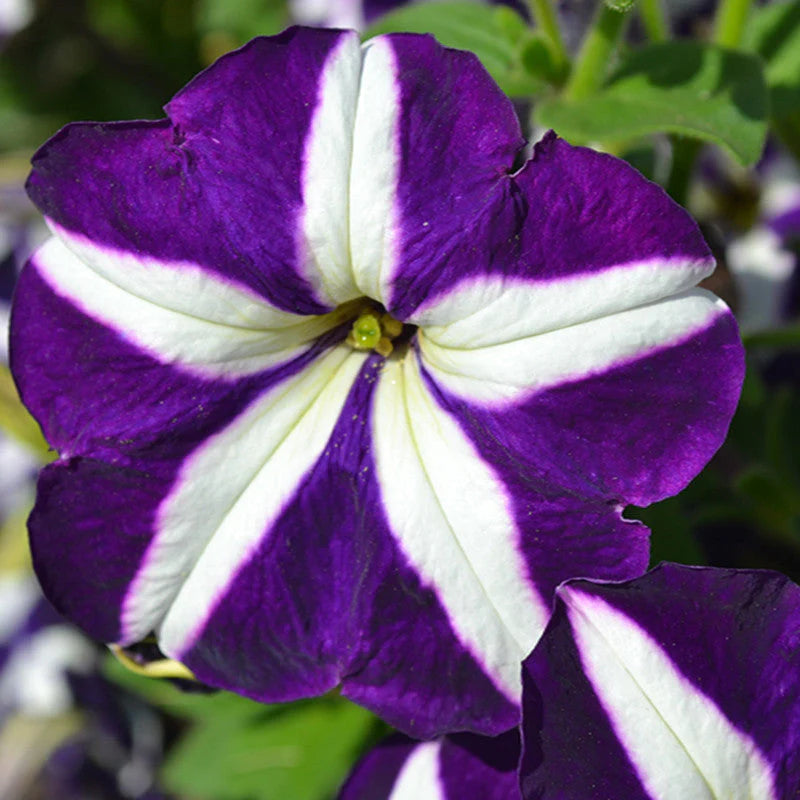Non GMO Violet White Petunia flower seeds