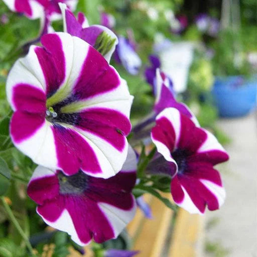 Ornamental Violet White Petunia seeds for gardens