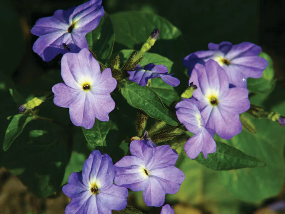 Borders and Beds Browallia Flower Seeds