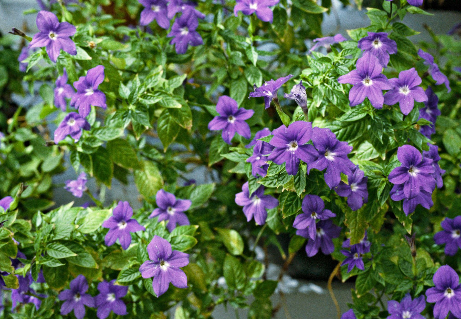 Container Planting Violet Browallia Seeds