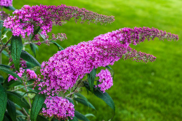Violet Buddleja Garden Blooms