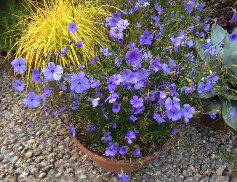 Non-GMO Viscaria Blue seeds