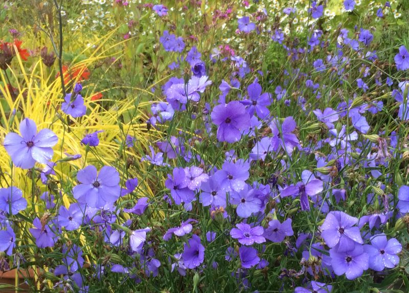 Ornamental Viscaria Blue flowering plant