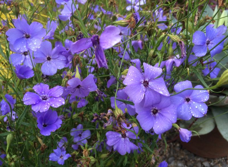 Viscaria Blue flower seeds for planting