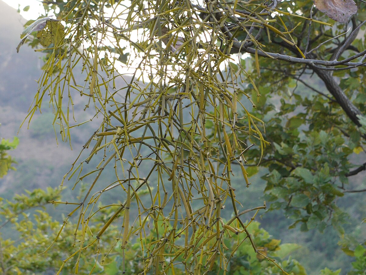 Viscum Articulatum Planting Mistletoe Seeds: Grow Your Own Festive Decor Seeds