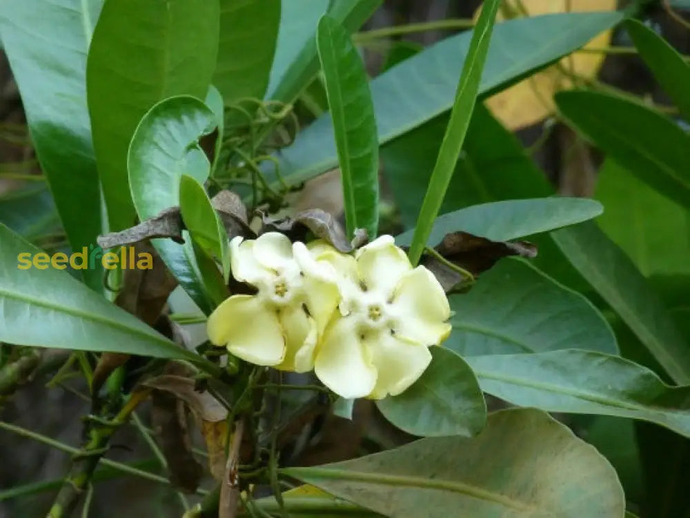 Non GMO Voacanga seeds for gardening