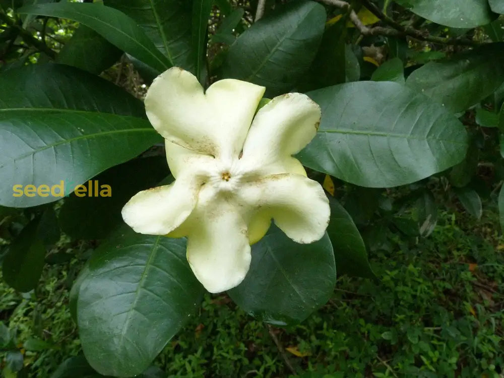 Ornamental Voacanga bloom seeds for home gardens