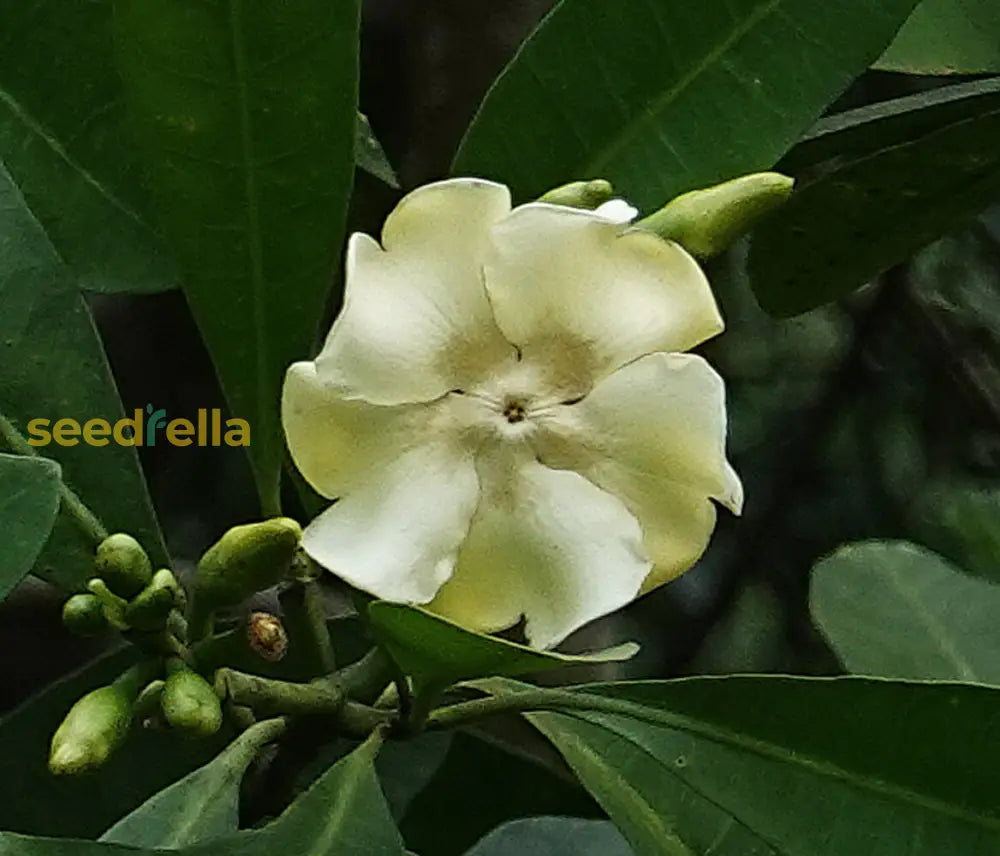 Enchanting Voacanga seeds for planting