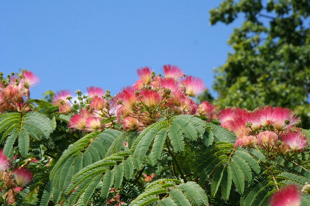 Albizia (Albizia Julibrissin) seeds for planting in home garden