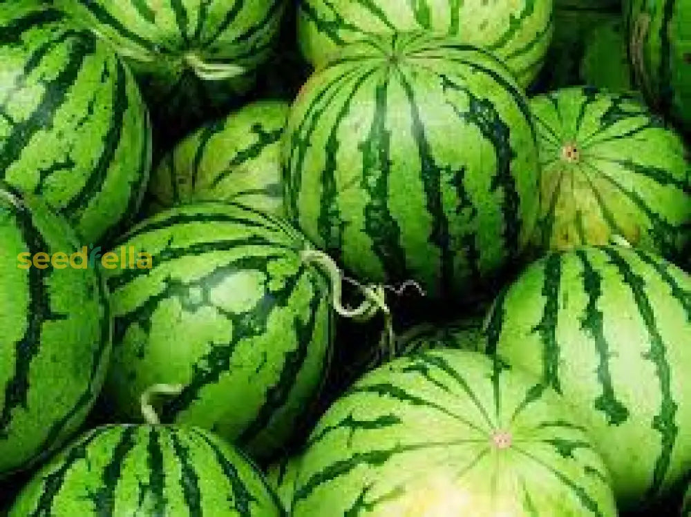 Plant Wassermelone Seeds for a summer harvest of sweet watermelons.