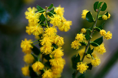 Yellow Wattle Flower Seeds Planting Bright