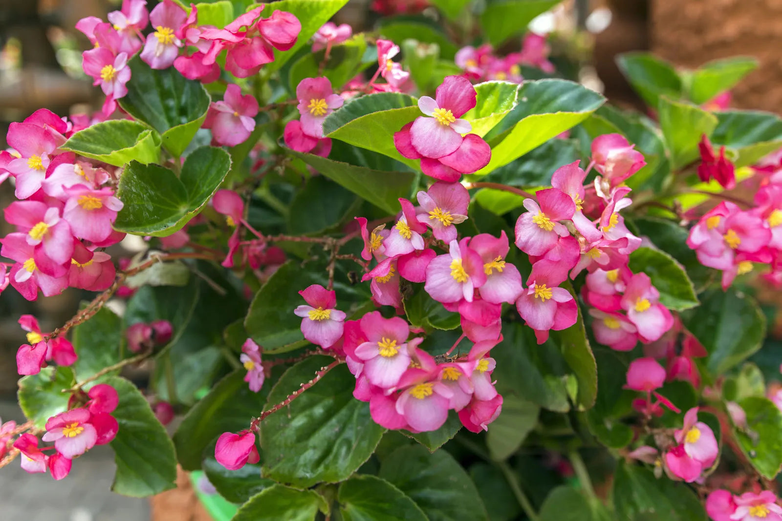 Begonia Seeds For Indoor Planting Flower