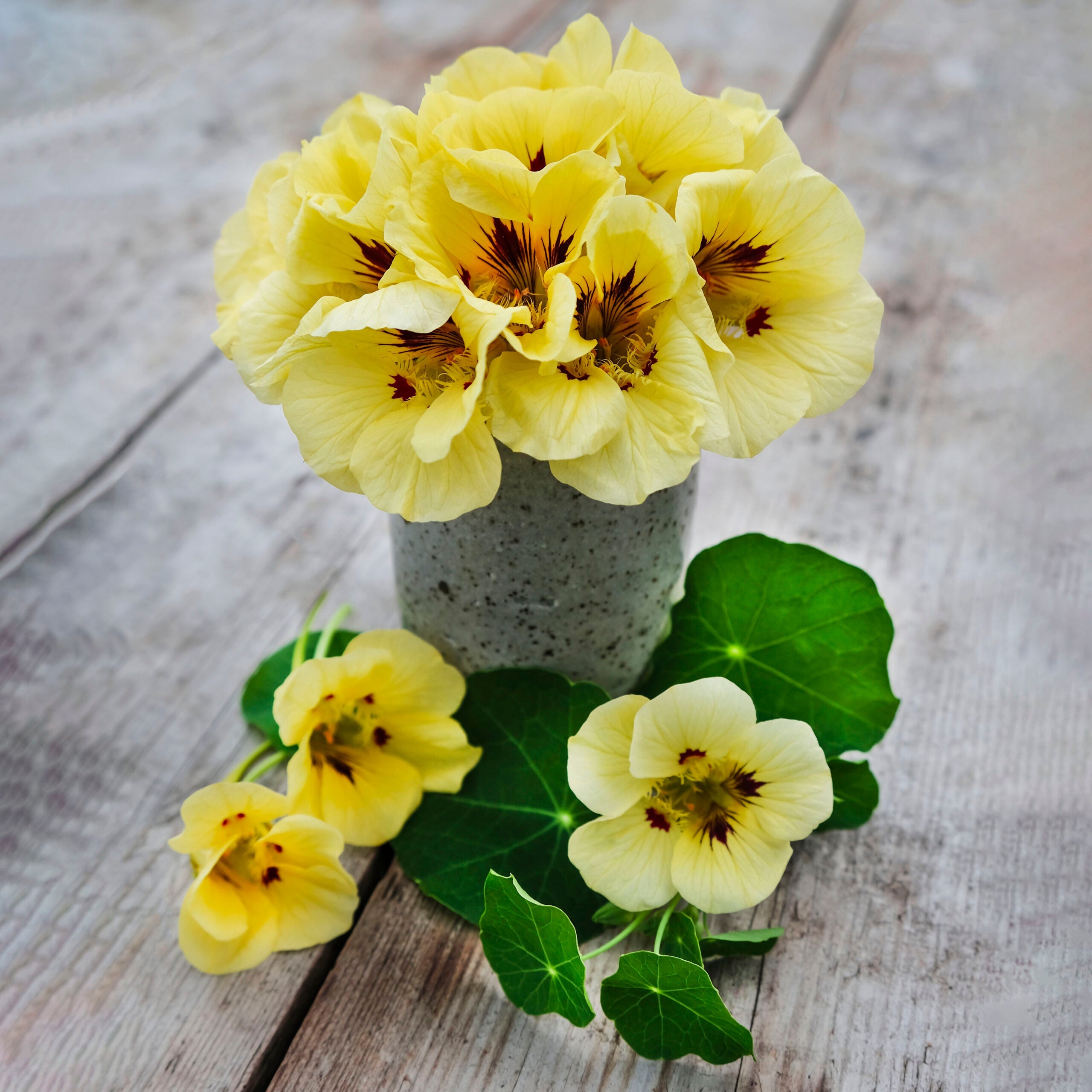 Yellow Peach Nasturtium Planting Seeds Flower