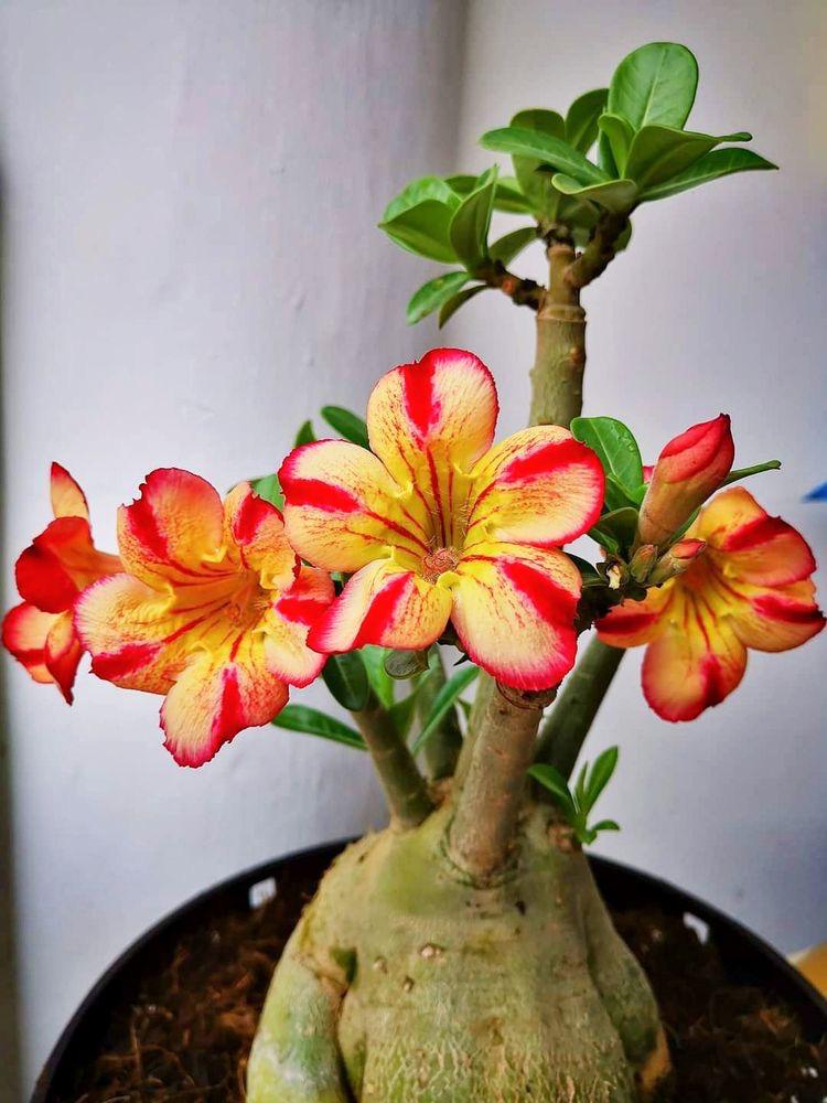 Adenium Obessum Seeds (Orange) - Perfect For Planting In Your Garden