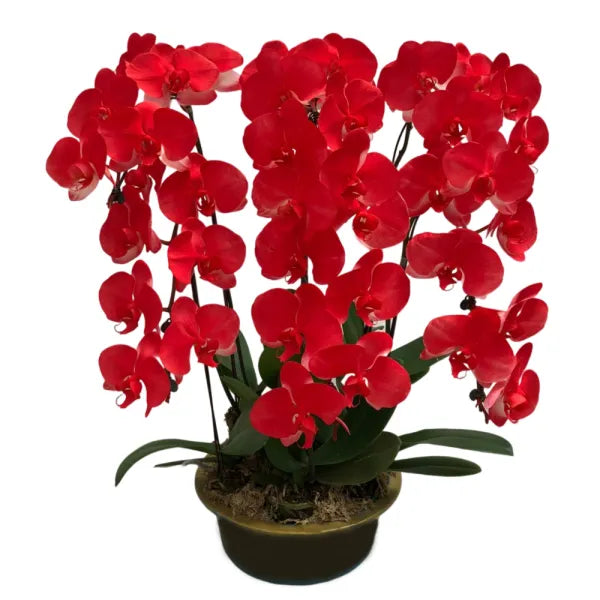 Red Butterfly Orchids Flower Seeds For Planting