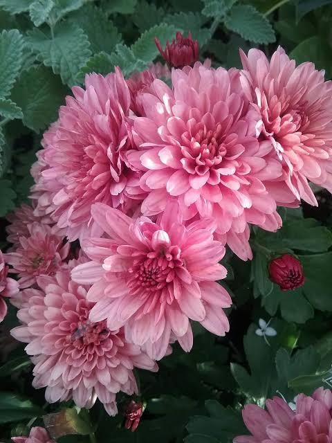 Light Pink Chrysanthemum Seeds For Planting