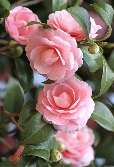 Elegant Camellia Flower Seeds For Planting: Pink & White Blooms Soothing Displays