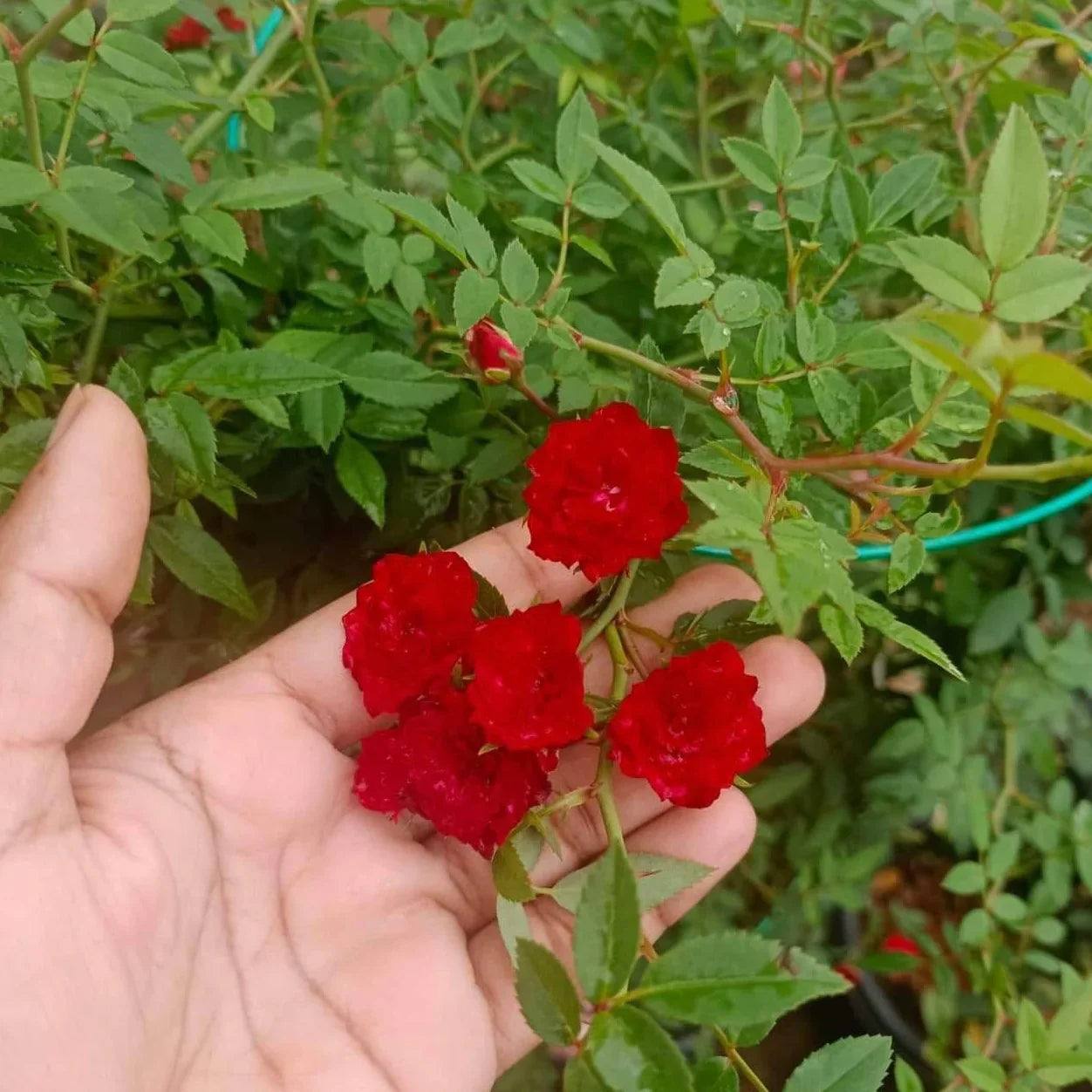 Rose Red Climbing Planting Seeds