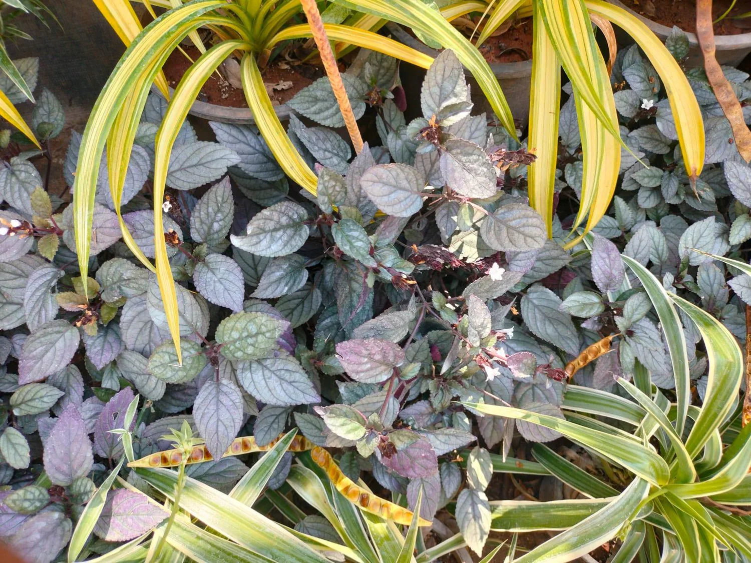 Red Ivy Plant Seeds Planting