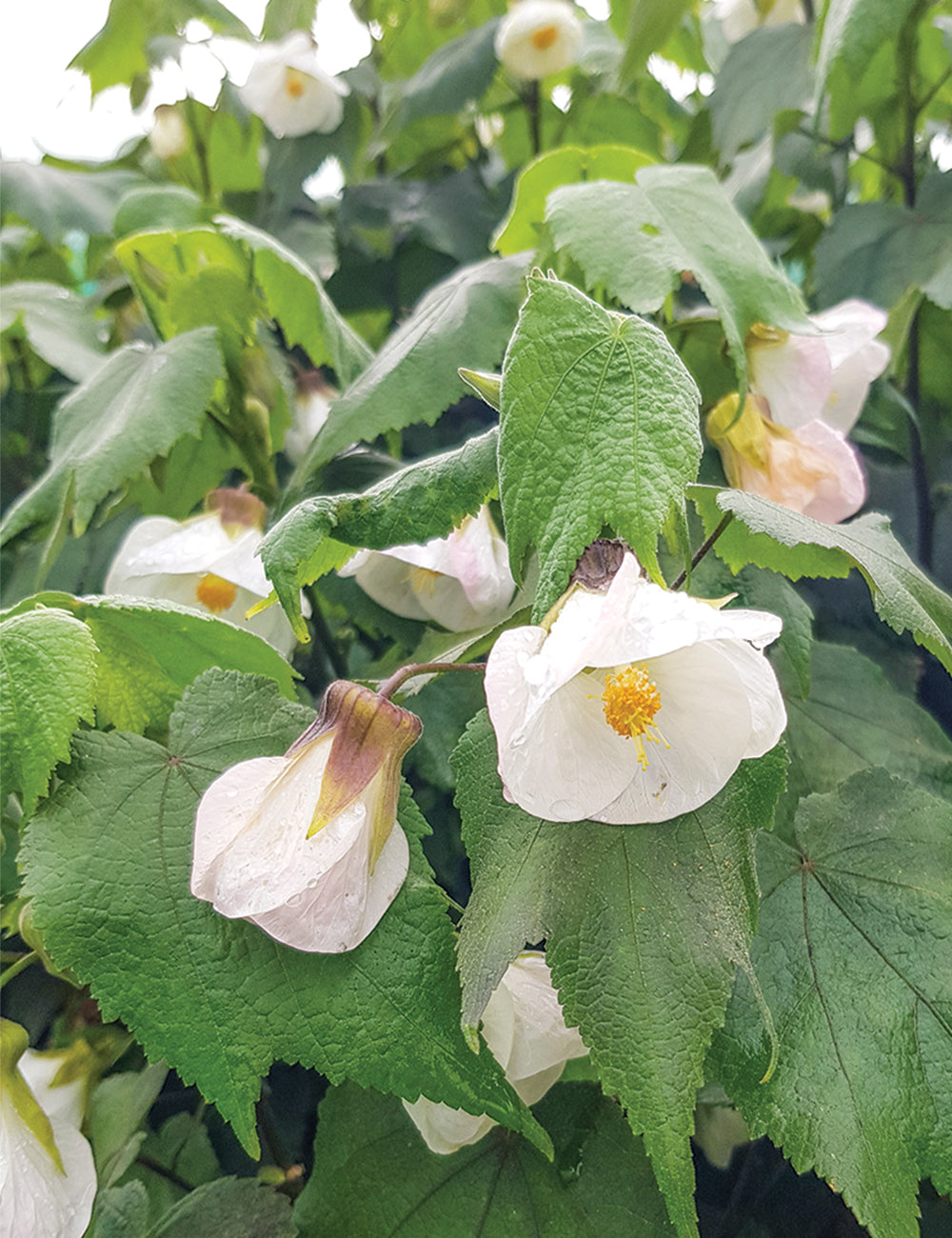 White Abutilon in container garden
